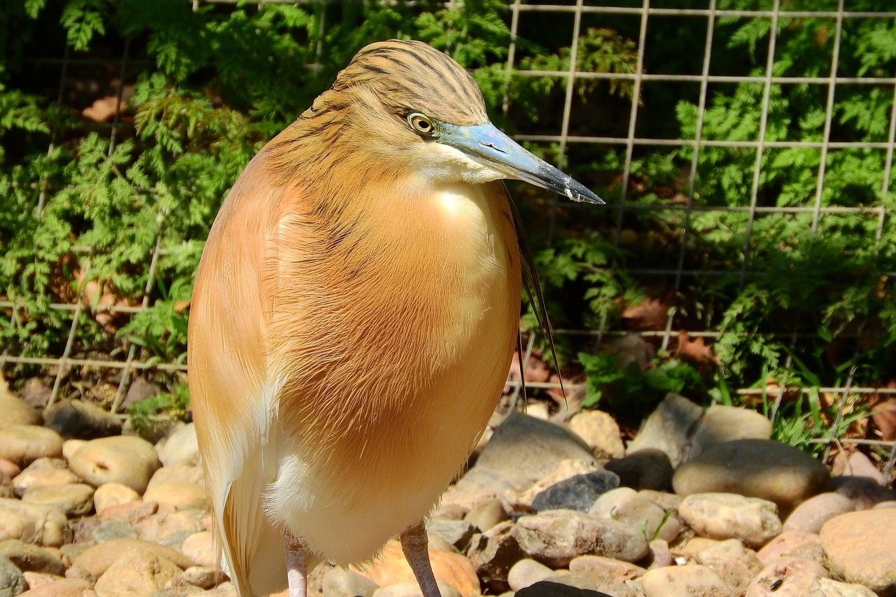 ardeola ralloides heron the prague zoo free photo