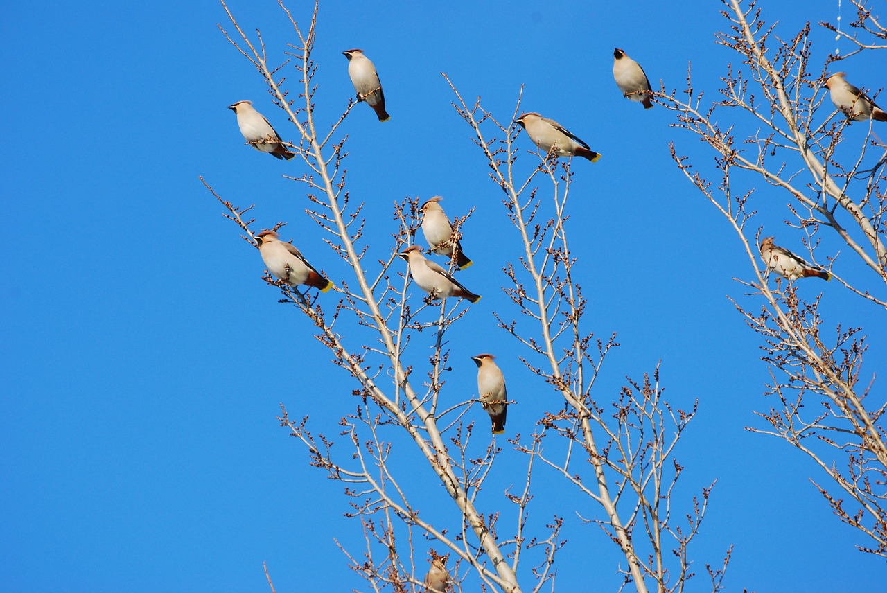 are cocks flock of birds songbird free photo