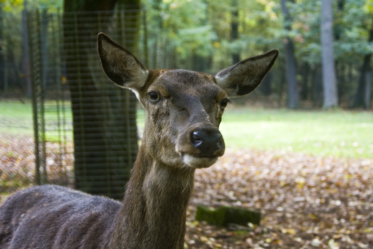 are you looking at red deer doe free photo