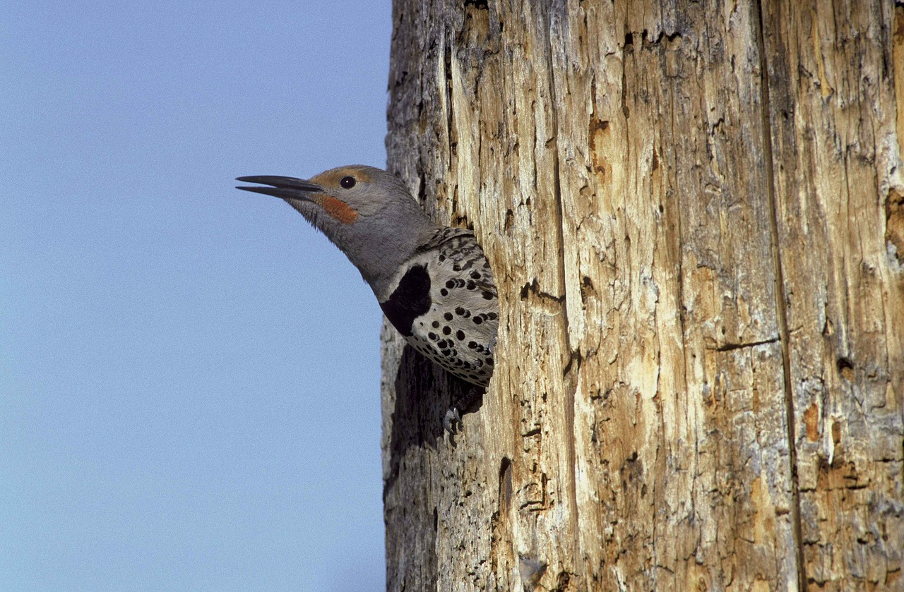 area nesting from free photo