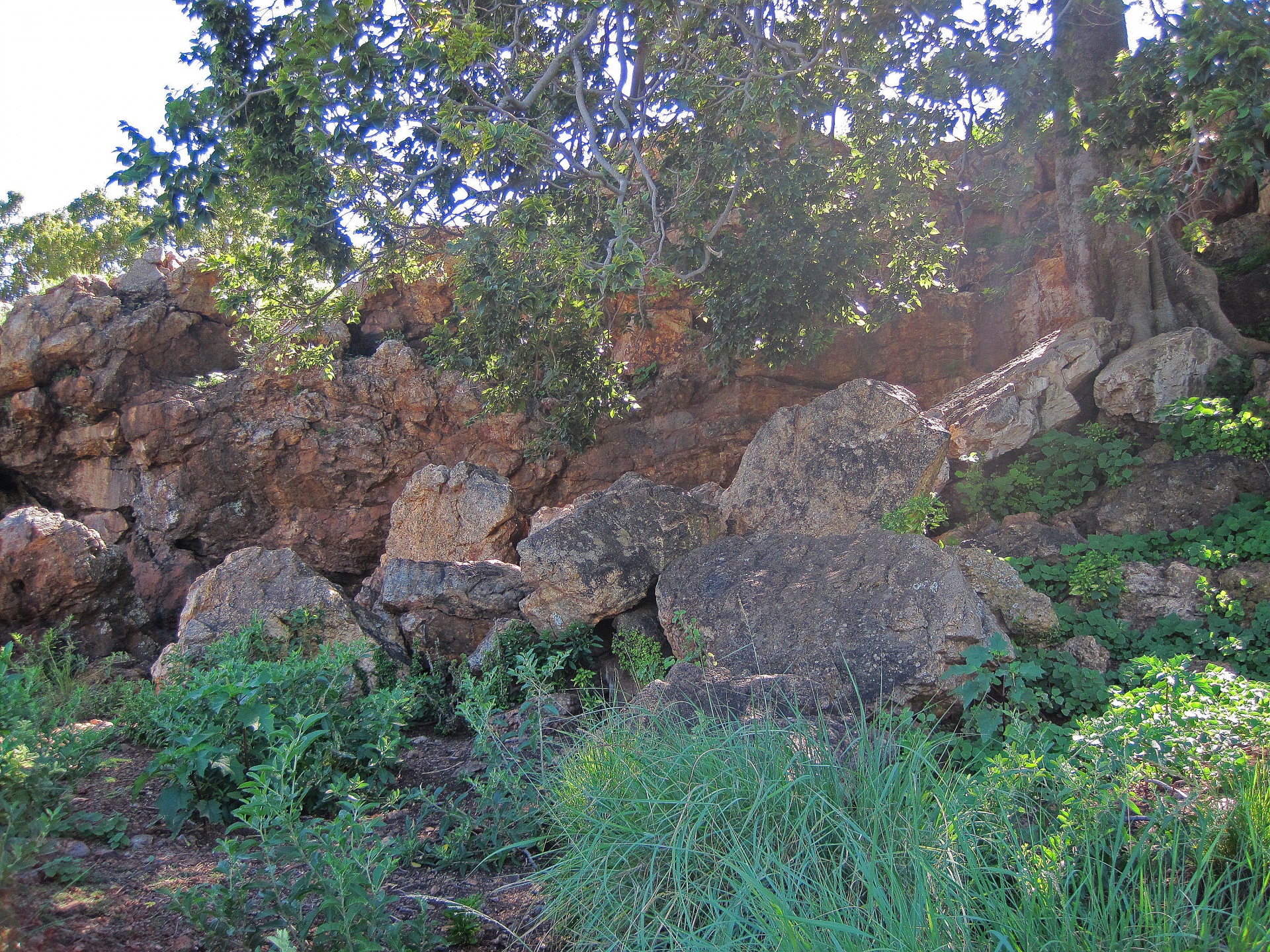 rocks trees green free photo