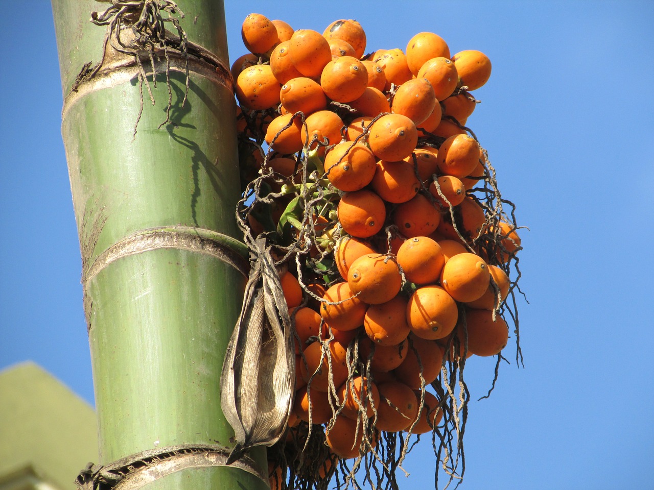 areca nut palm seed free photo