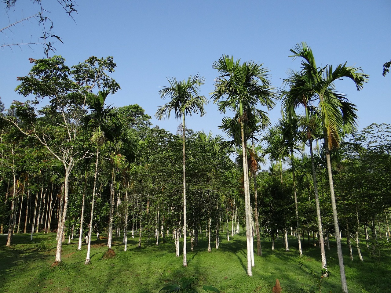 areca palm plantation kodagu free photo