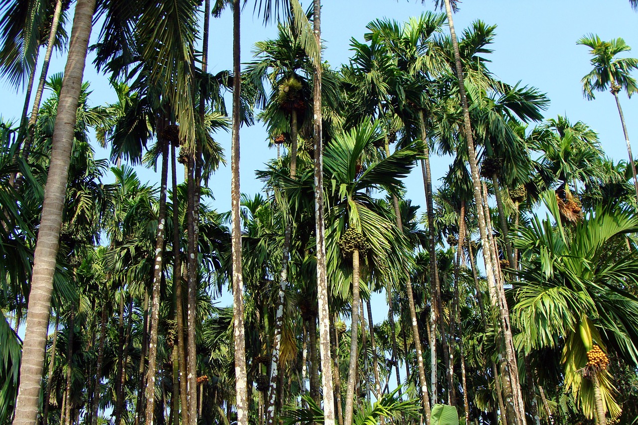 arecanut plantation uttar kannada india free photo