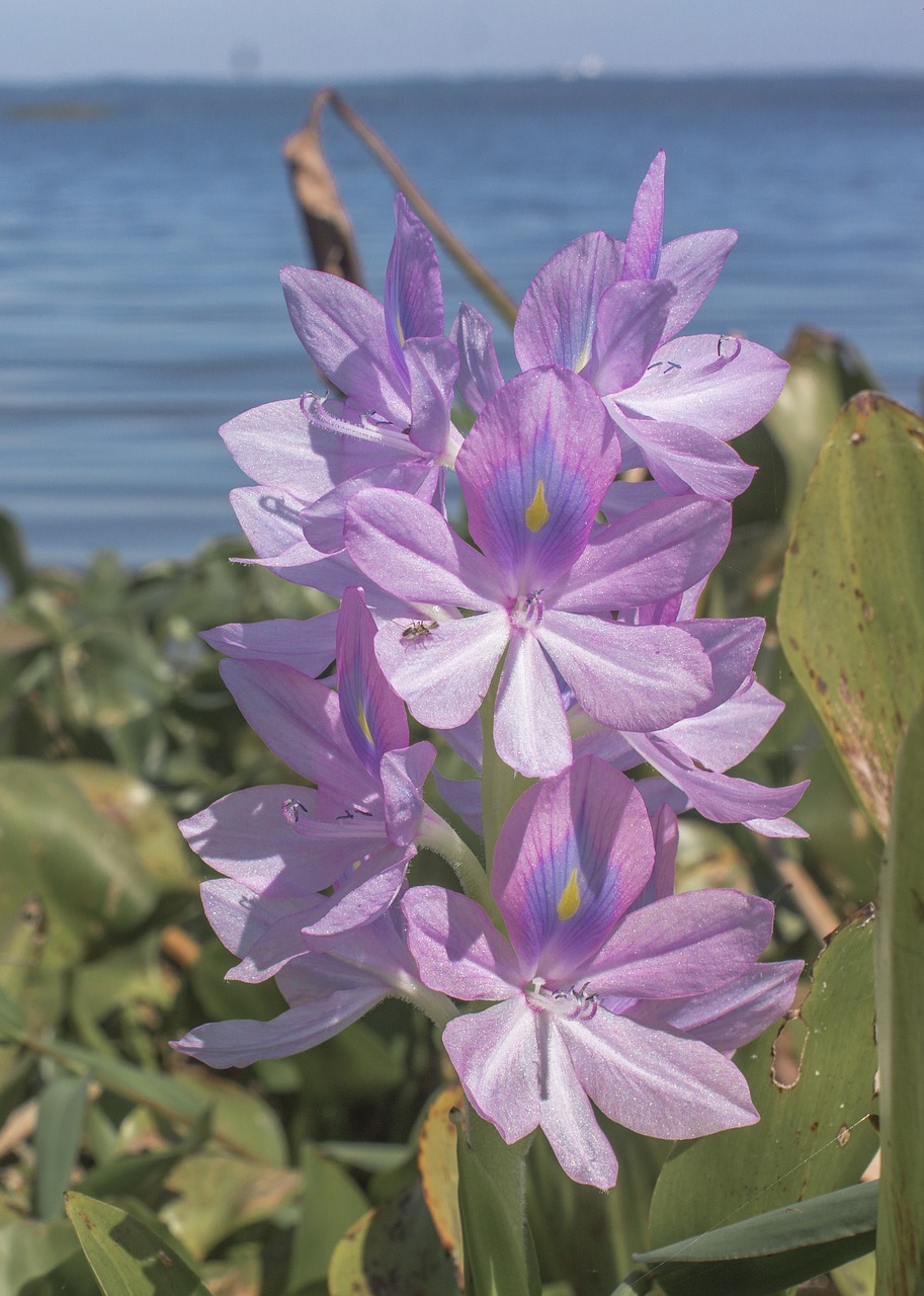 areguá  flower  water lily free photo