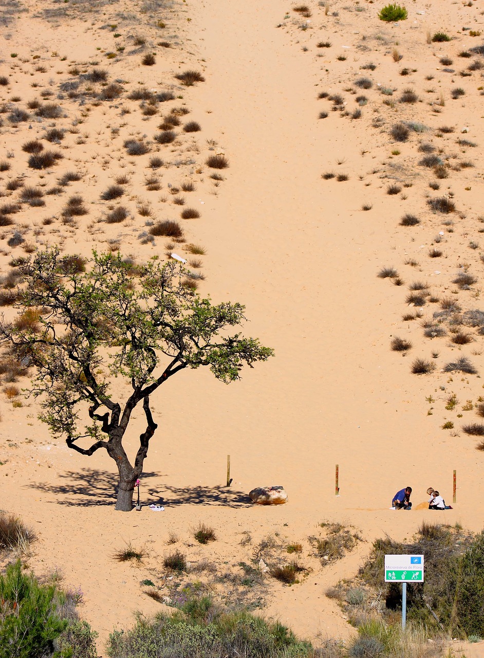 arenal desert tree free photo