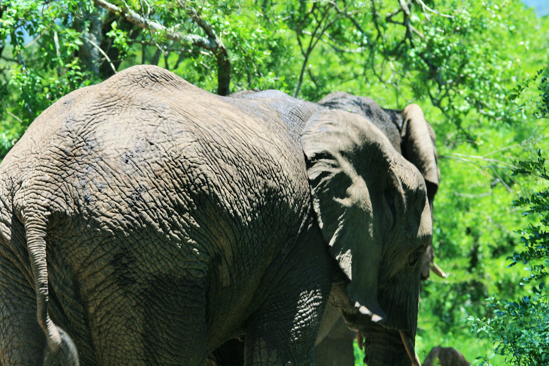 animal elephant african free photo