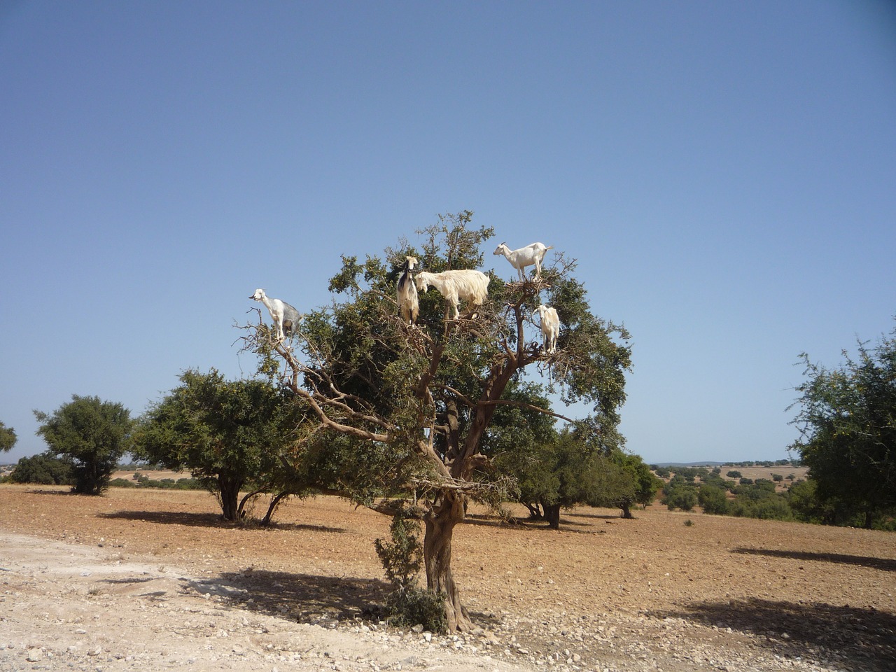 argan morocco goat free photo