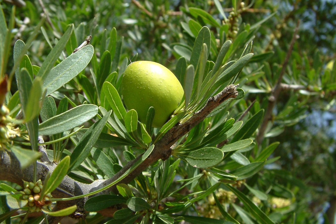 argan fruit green free photo