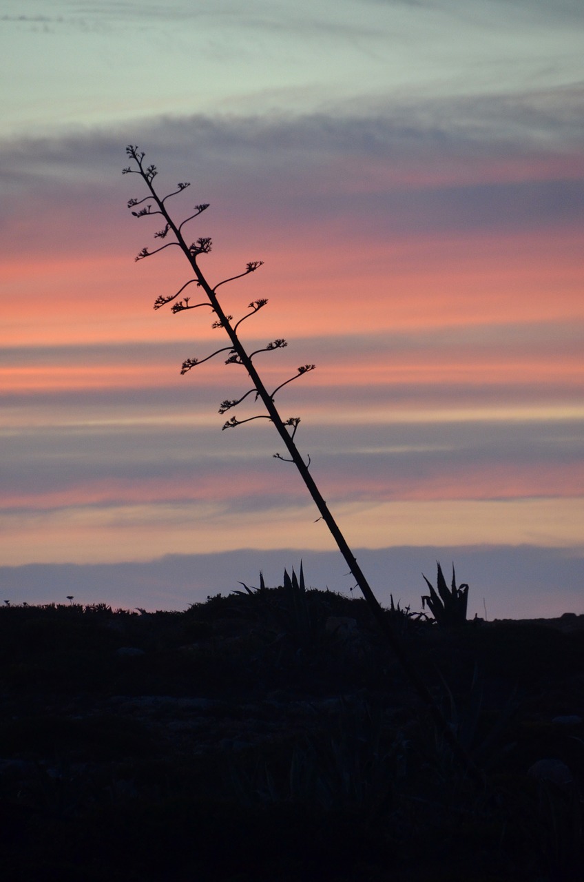 argave sea sunset free photo