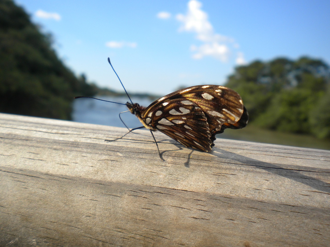 argentina butterfly insects free photo