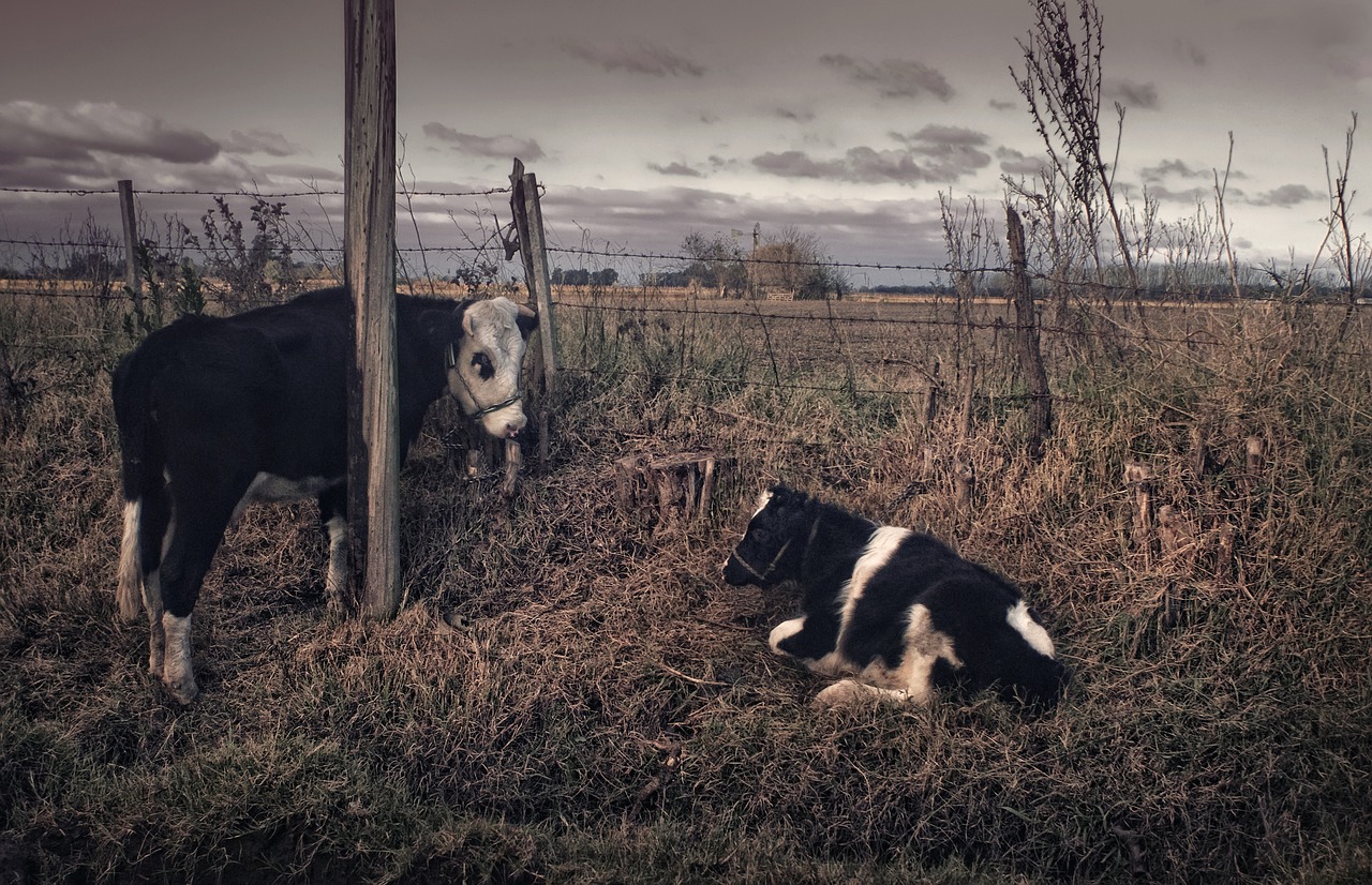 argentina  field  cows free photo