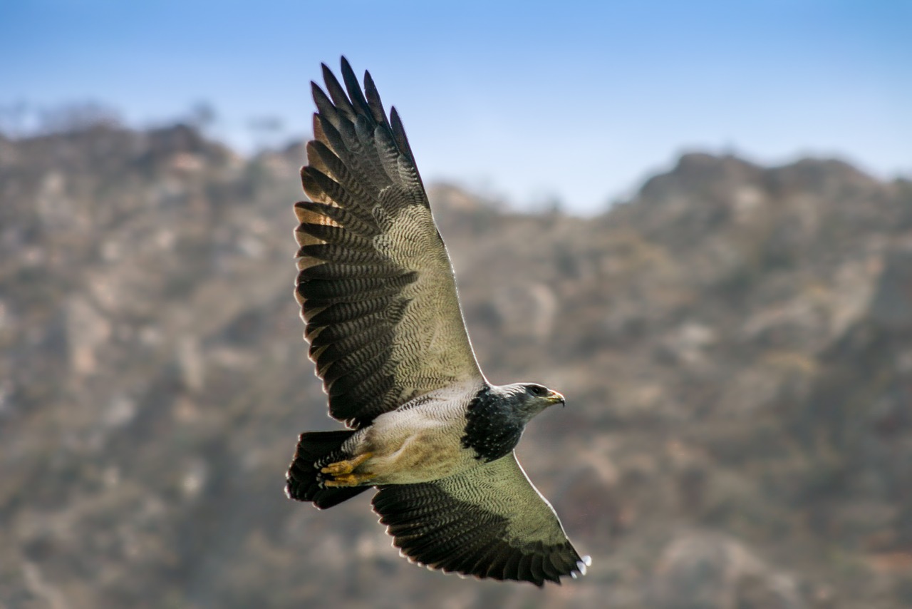 argentina ave flying free photo