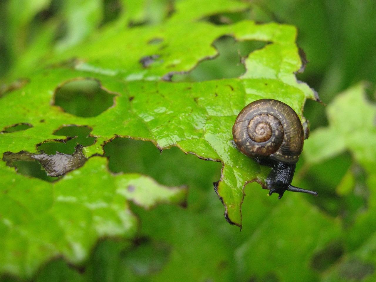 arianta arbustorum snail eating plant garden pest free photo
