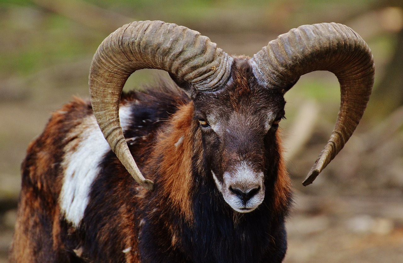 aries wildpark poing european mouflon free photo