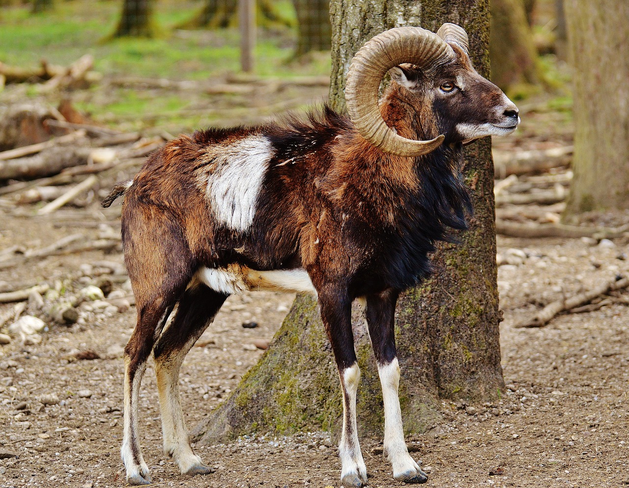 aries wildpark poing european mouflon free photo