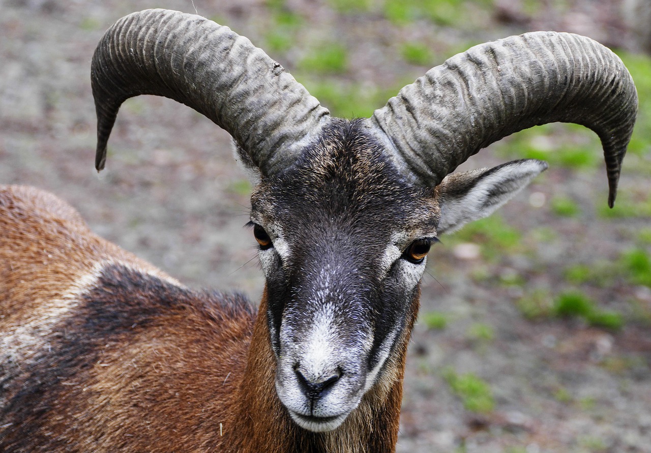 aries mouflon horns free photo