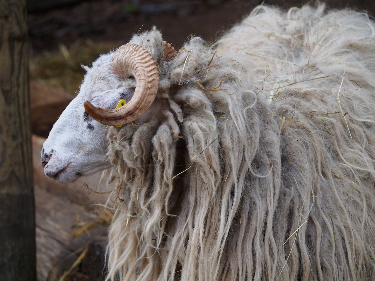 aries sheep wave free photo