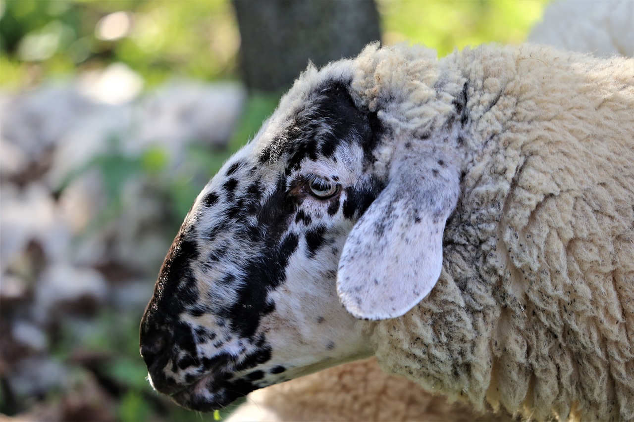 aries  black and white  head free photo