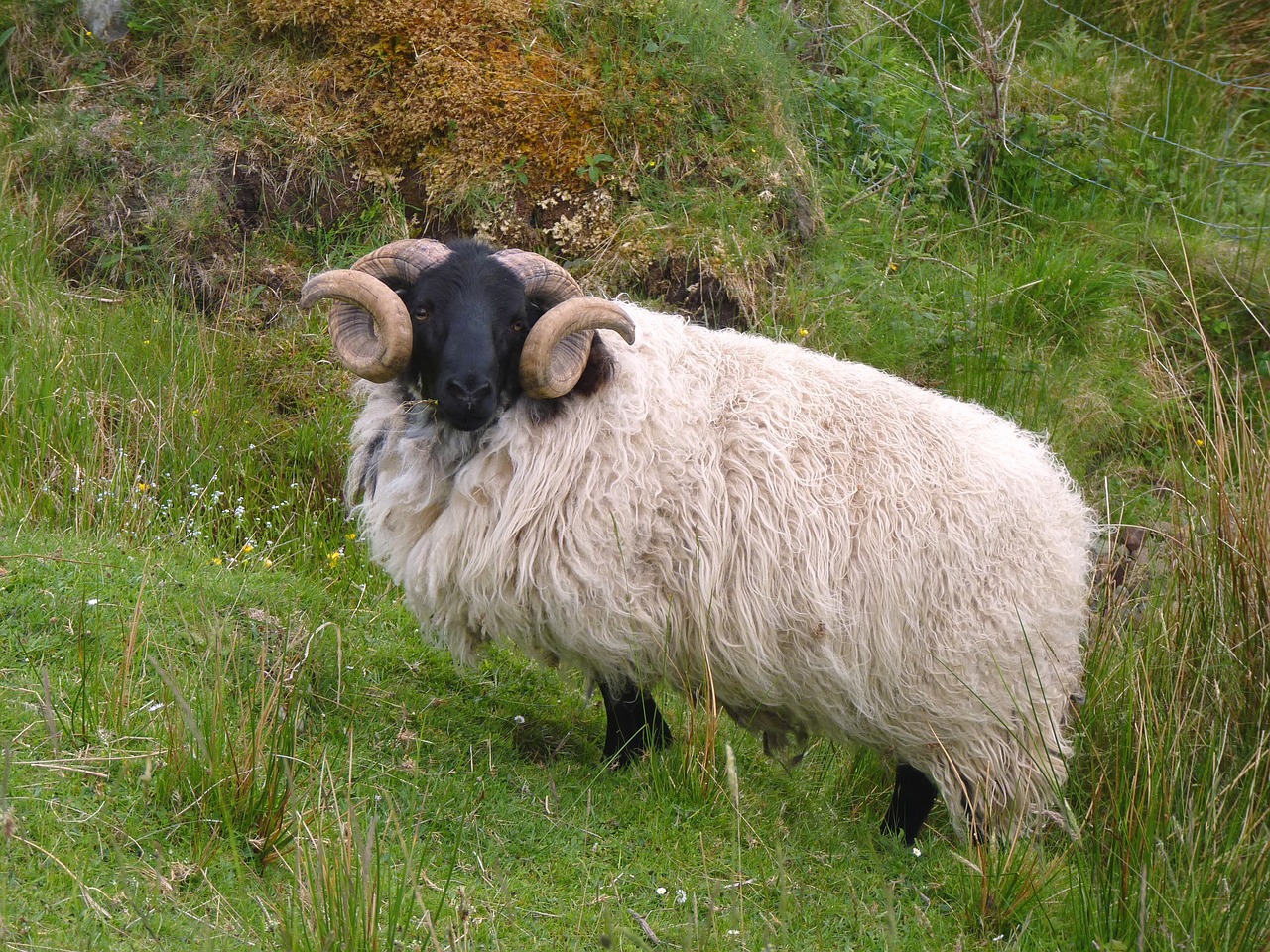 aries sheep horns free photo