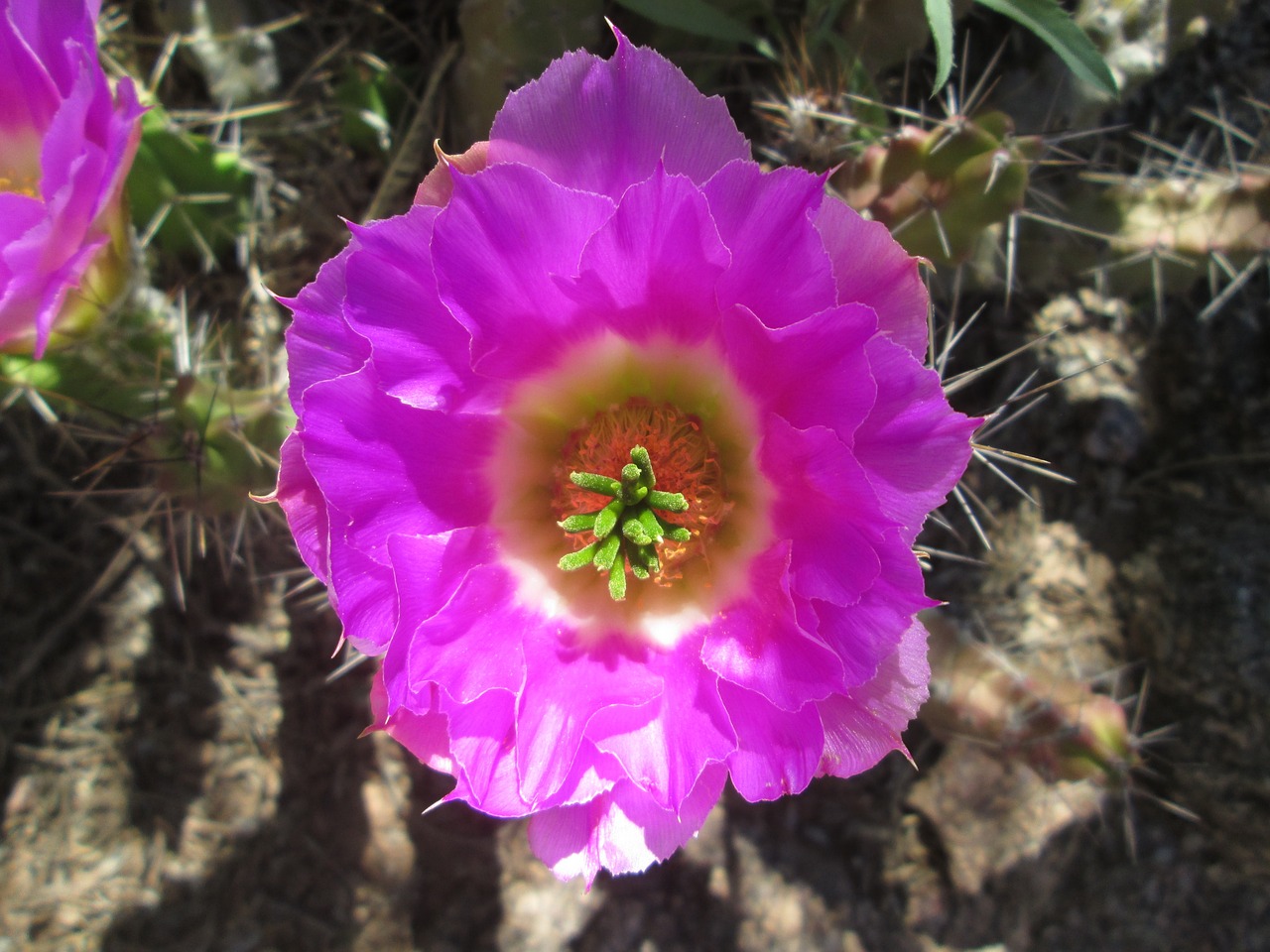 arizona cactus arid free photo