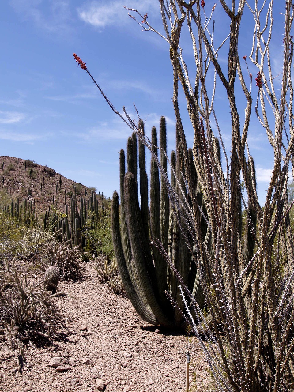 arizona desert cactus free photo