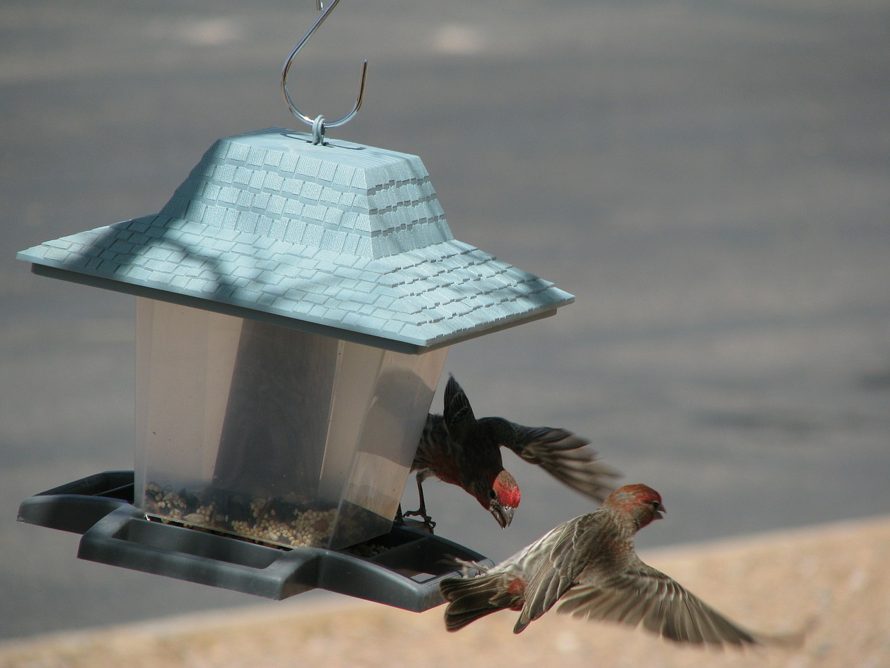 arizona bird feeder wildlife free photo