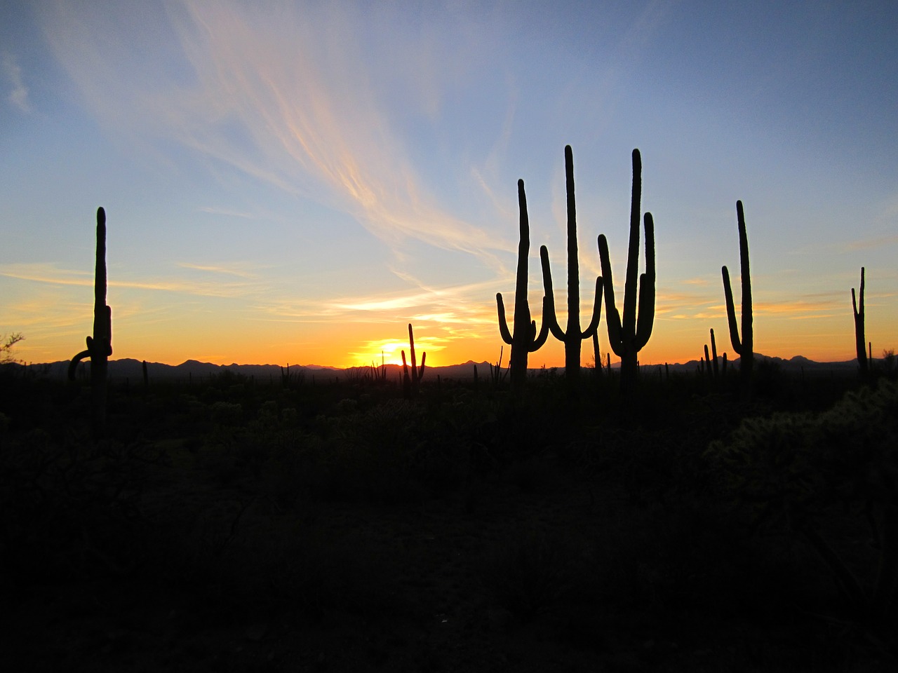 arizona sunset cacti free photo