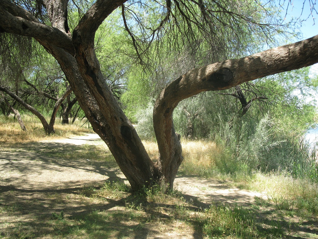 arizona landscape tree free photo