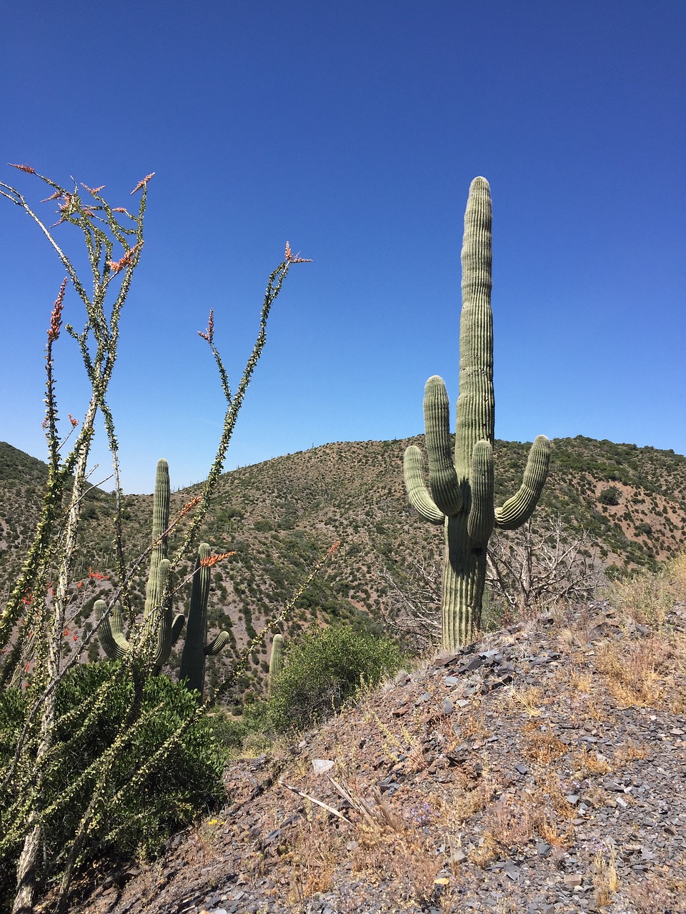 arizona desert saguaro free photo