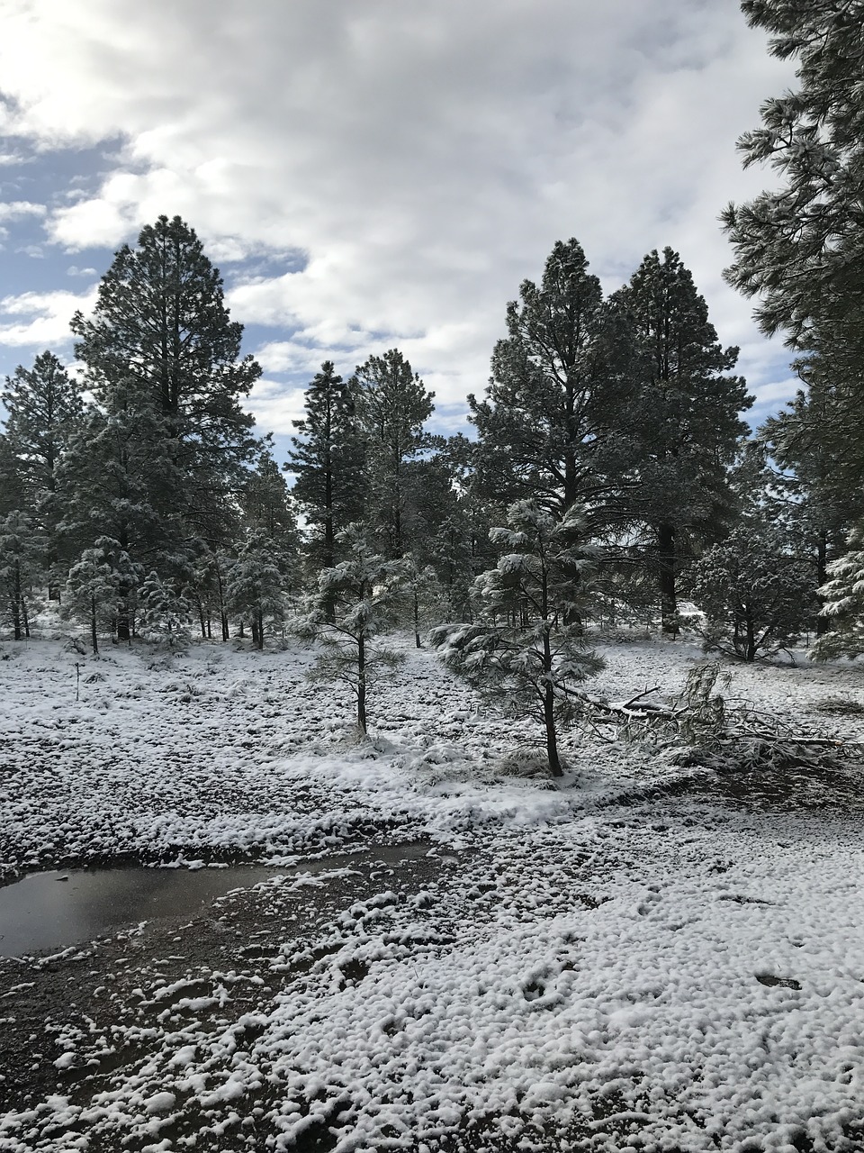 arizona snow flagstaff free photo