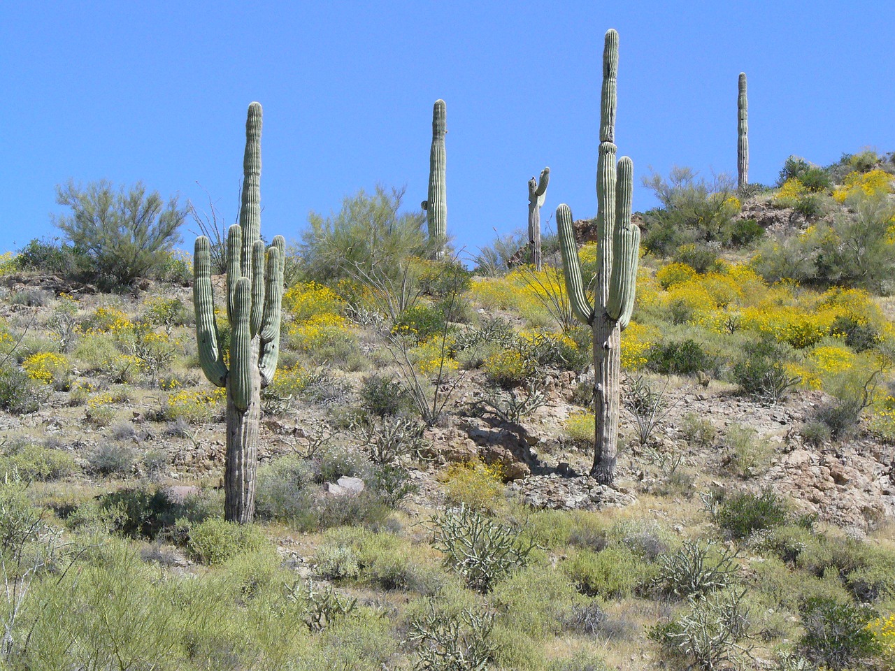 arizona desert cactus free photo