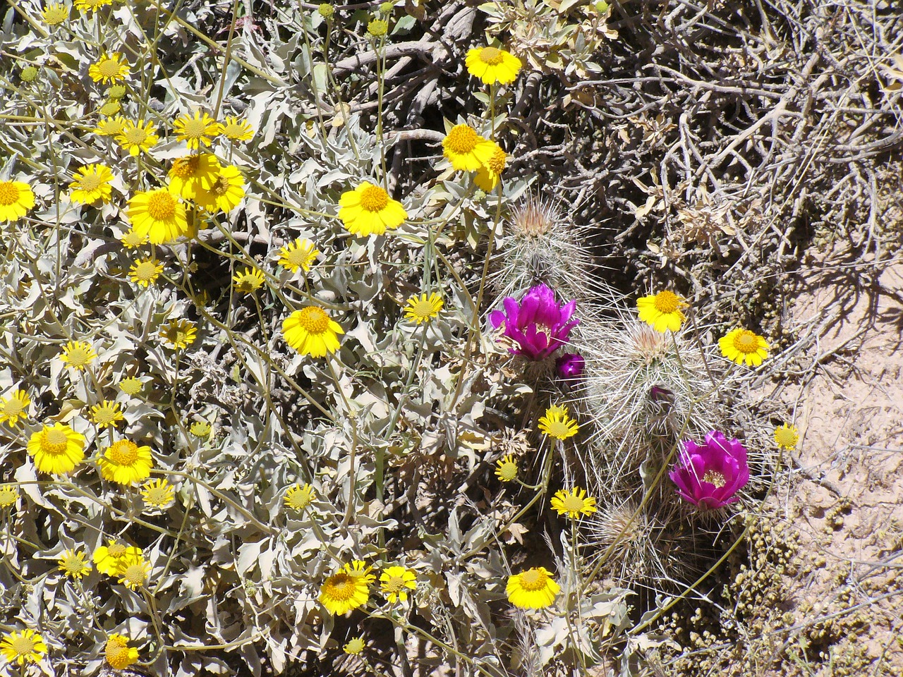 arizona wildflowers desert free photo