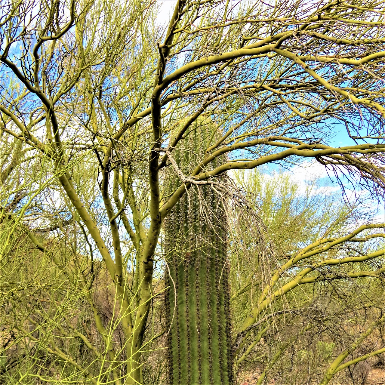 arizona cactus saguaro free photo
