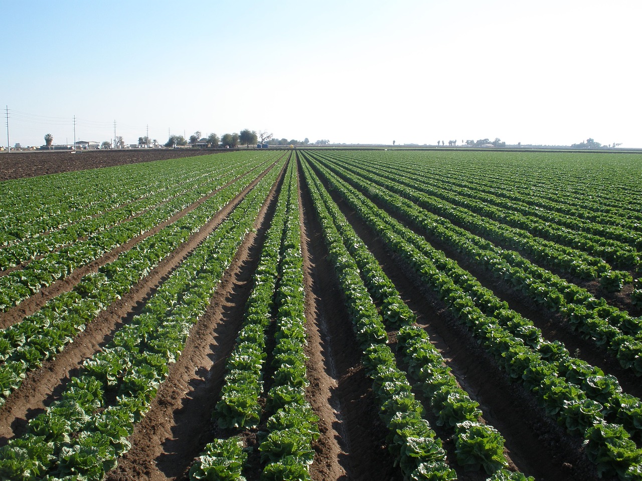 arizona lettuce agriculture free photo