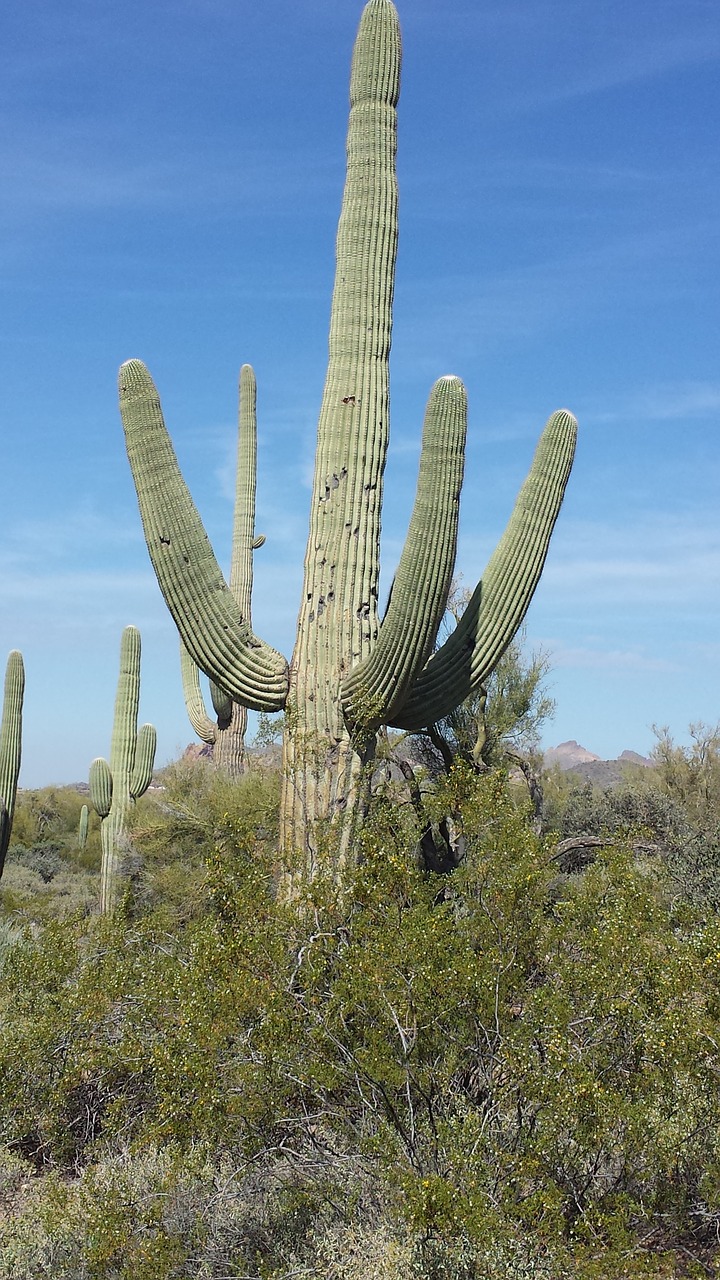 arizona saguaro cactus free photo