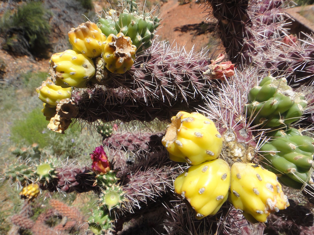 arizona flower cactus free photo