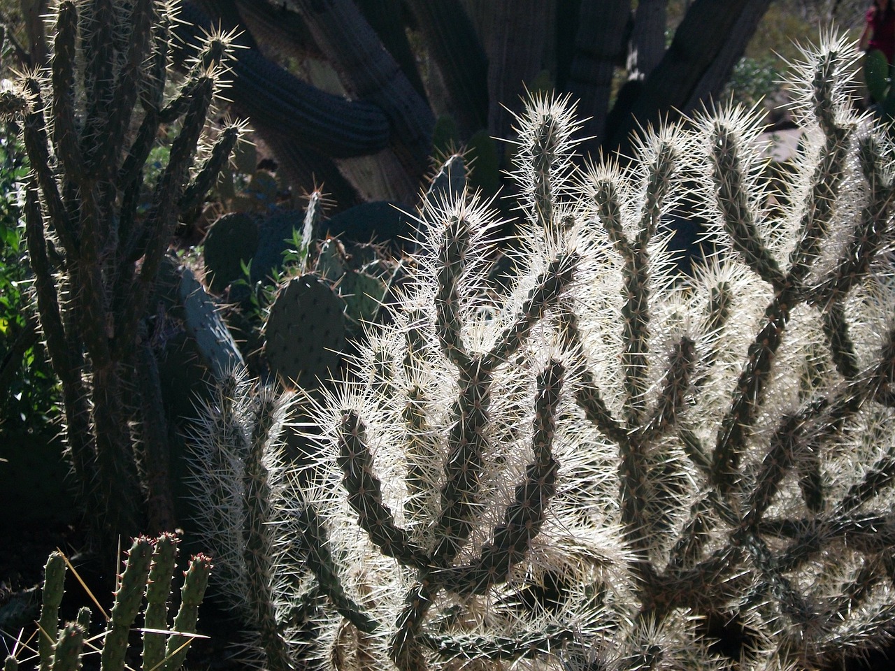 arizona backlit cactus free photo