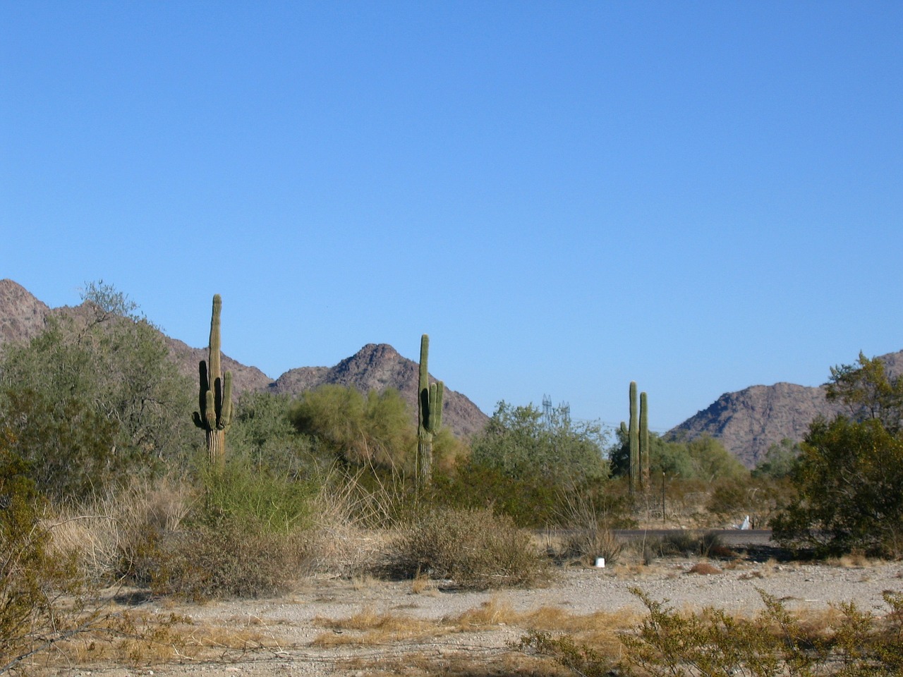 arizona cactuses daytime free photo