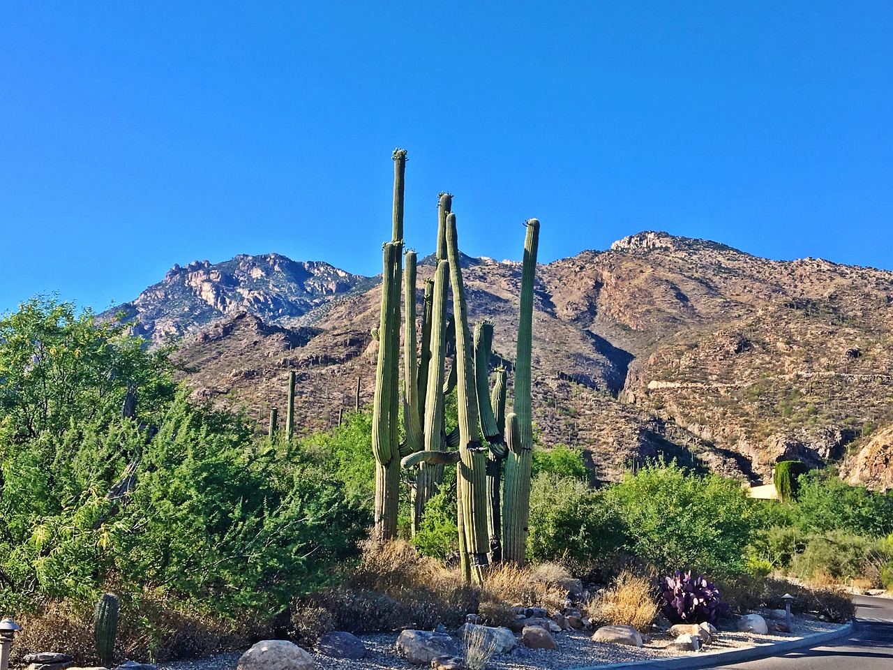 arizona  saguaro  cactus free photo