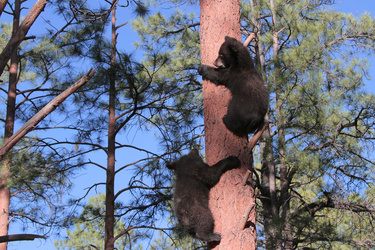 arizona  bears  cubs free photo