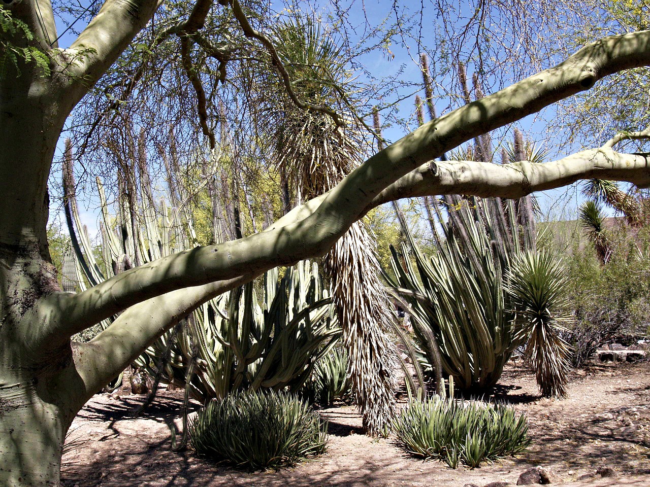 arizona desert cactus free photo