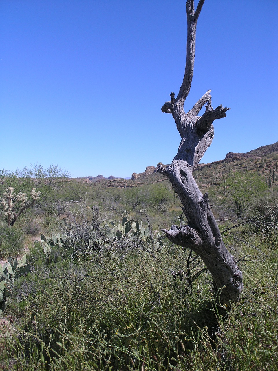 arizona desert tree free photo