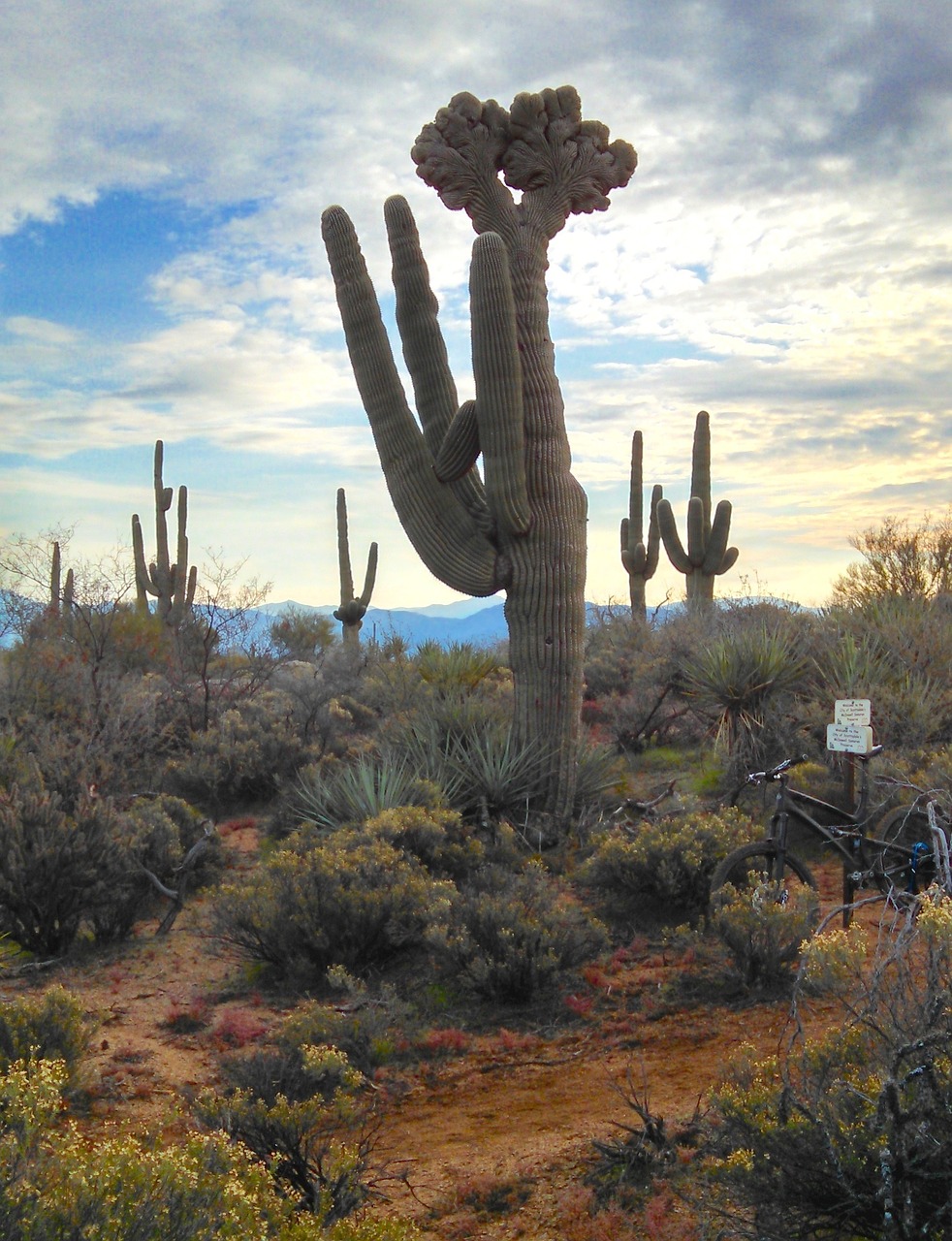 arizona saguaro cactus free photo