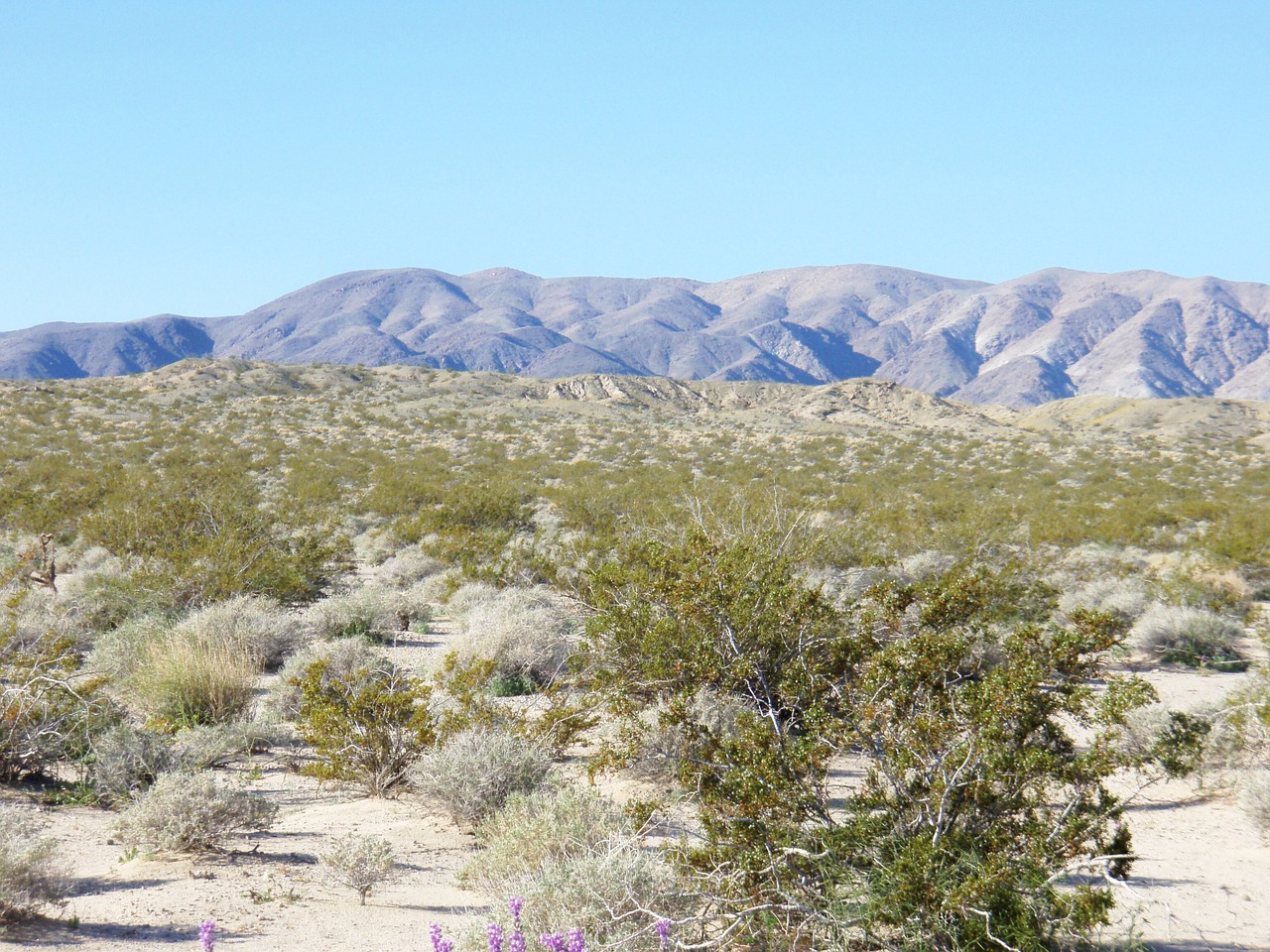 arizona desert usa free photo