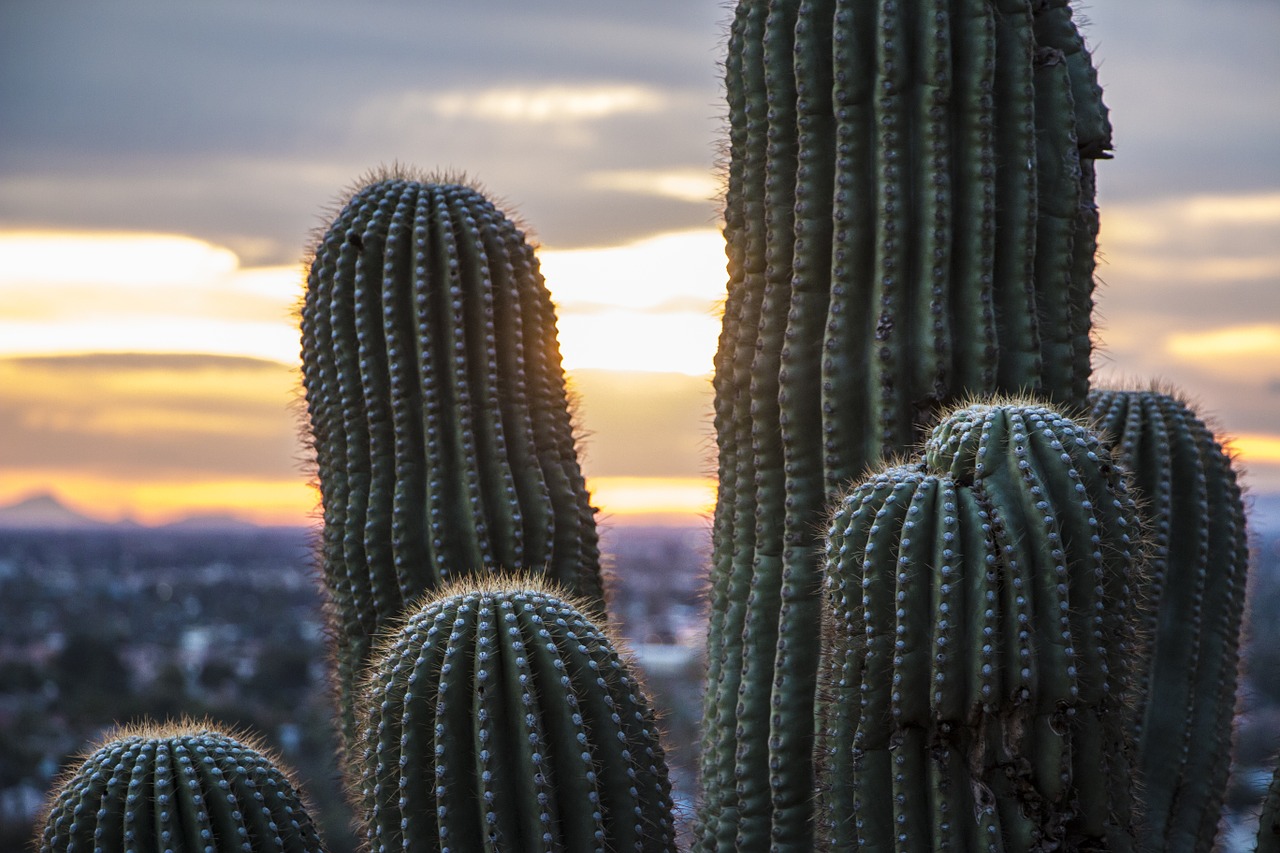 arizona desert saguaro cactus saguaro free photo