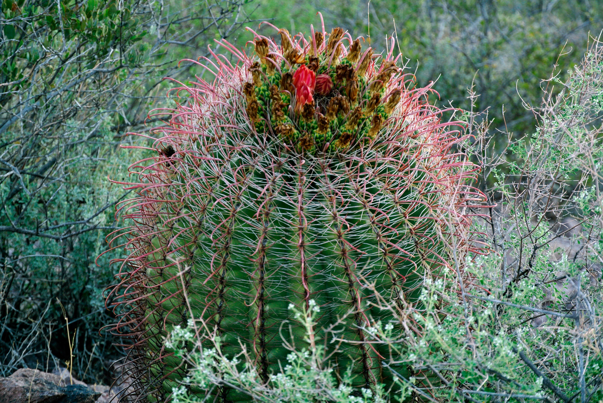 cactus arizona desert free photo