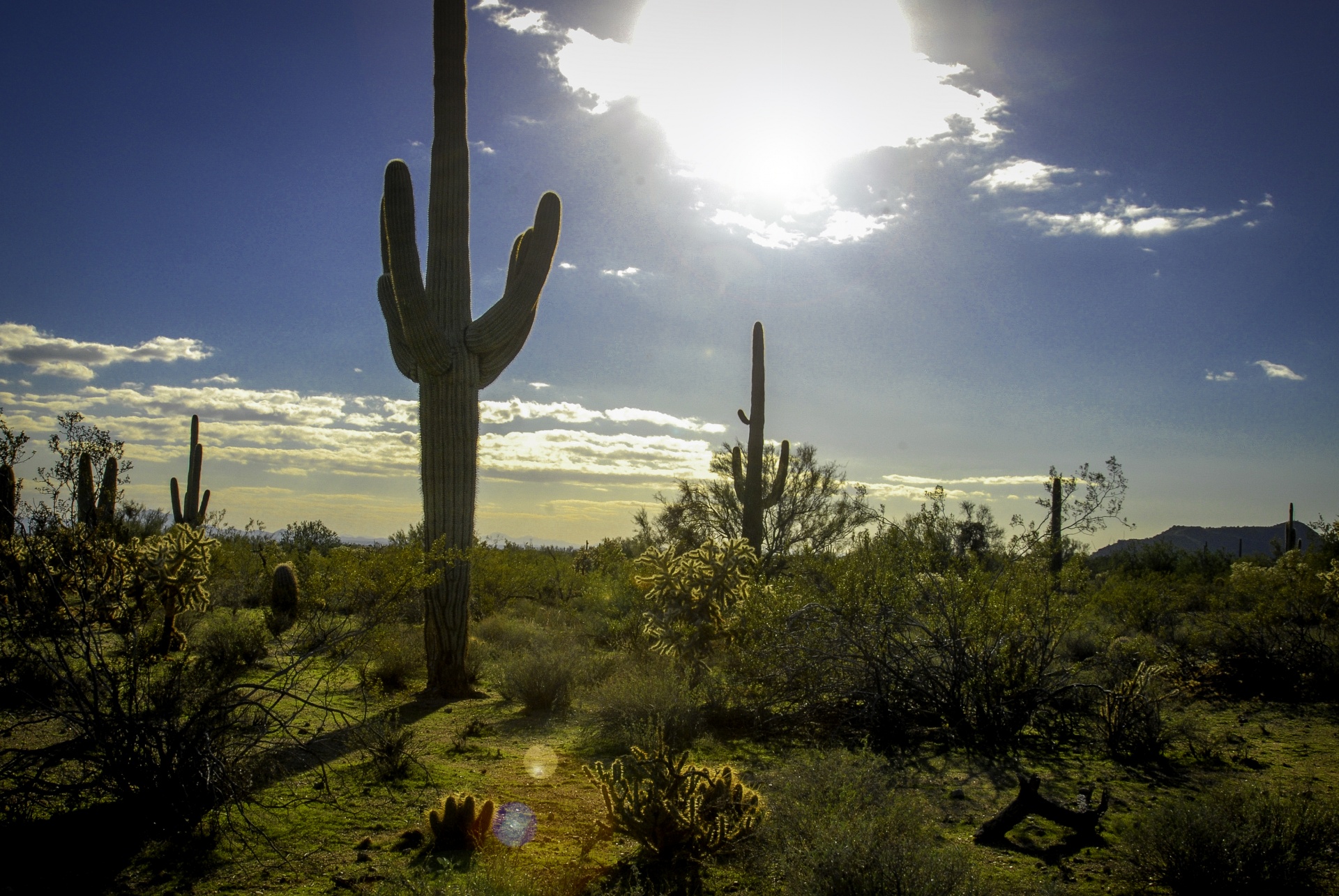 desert arizona landscape free photo