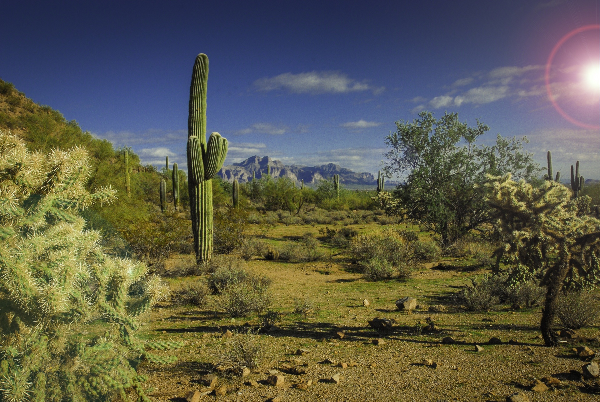 sun cactus desert free photo