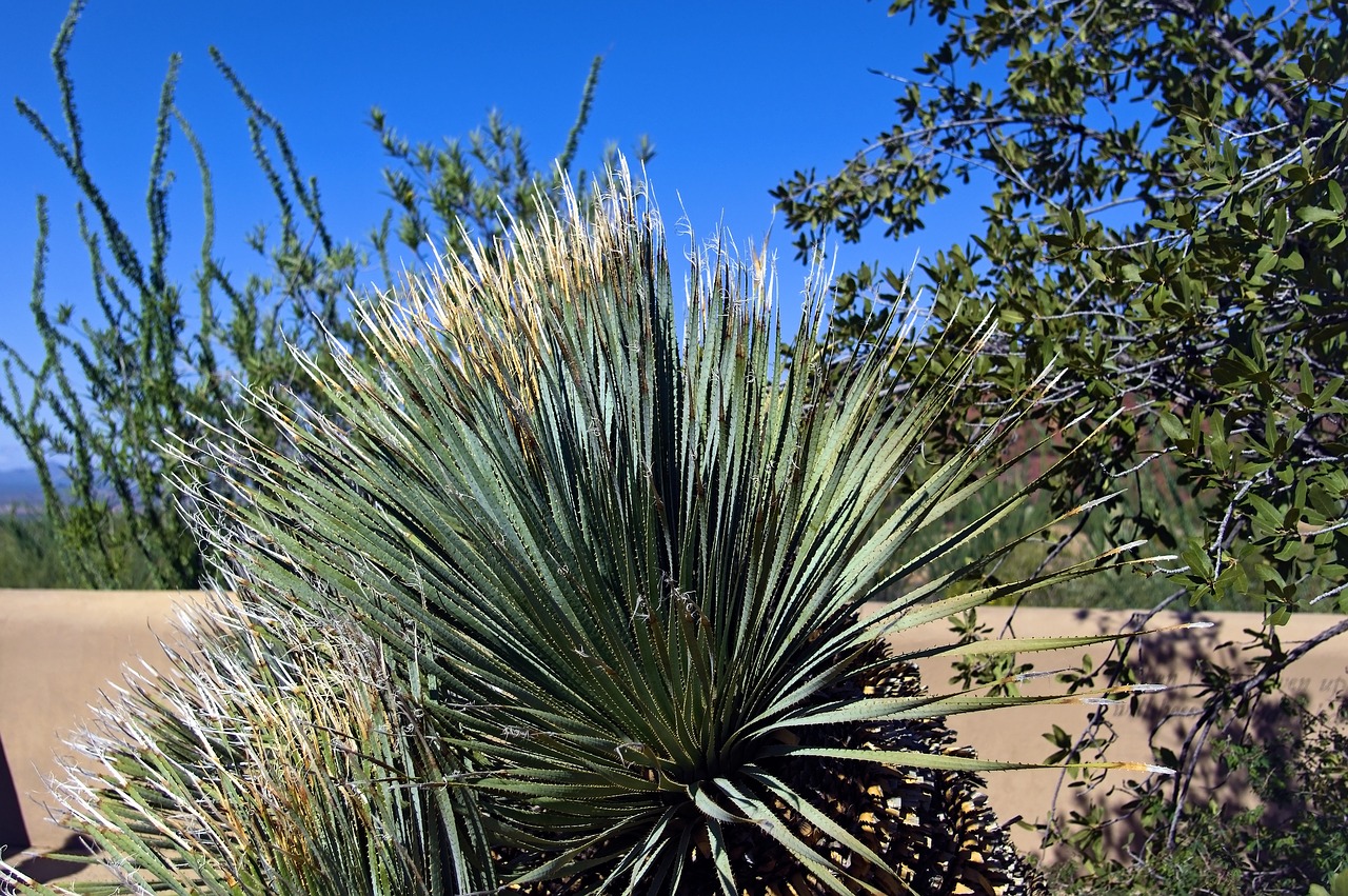 arizona-sonora yucca  desert  arizona-sonora desert museum free photo